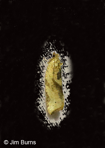 Argyrotaenia dorsalana, Arizona