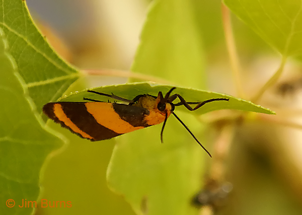 Arid Eudesmia Moth, Arizona--0292
