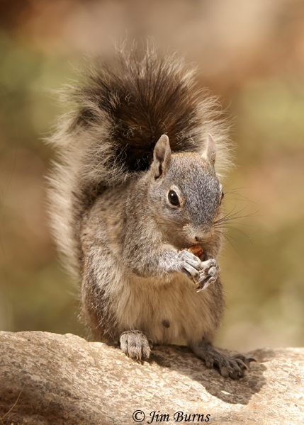 Arizona Gray Squirrel--4878