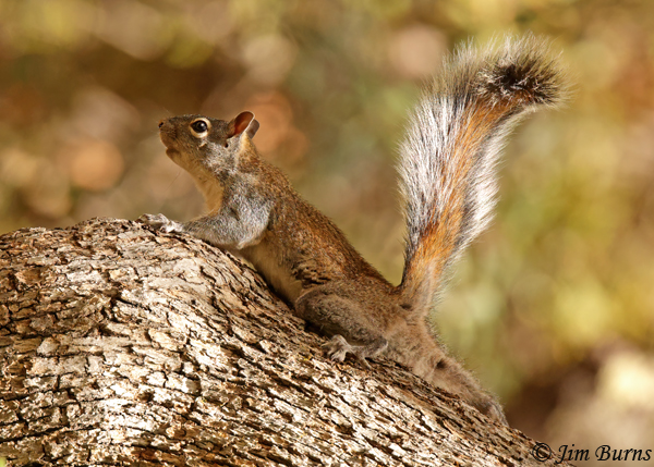 Arizona Gray Squirrel on alert--4990