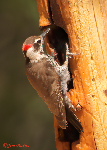 Arizona Woodpecker male at suet feeder--0508
