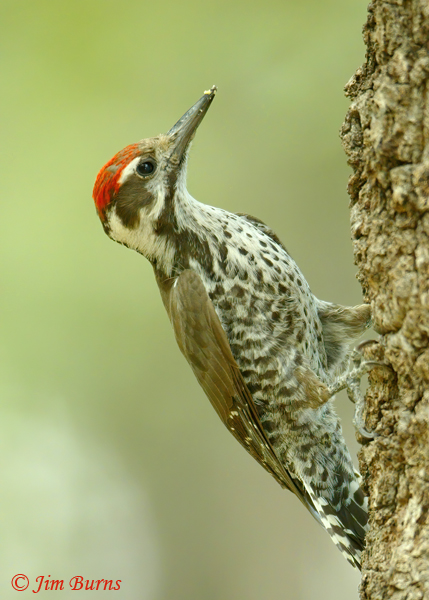 Arizona Woodpecker male on oak--0757