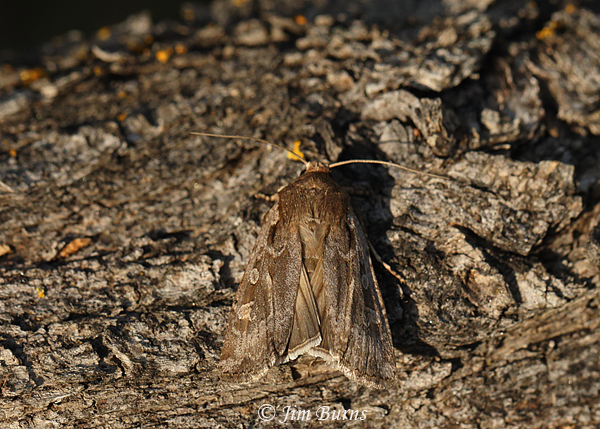 Army Cutworm Moth, Arizona