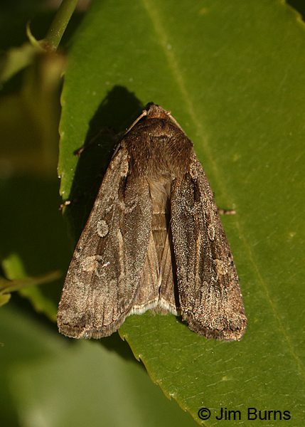 Army Cutworm Moth wings spread, Arizona