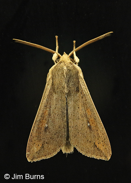 Armyworm Moth, Arizona