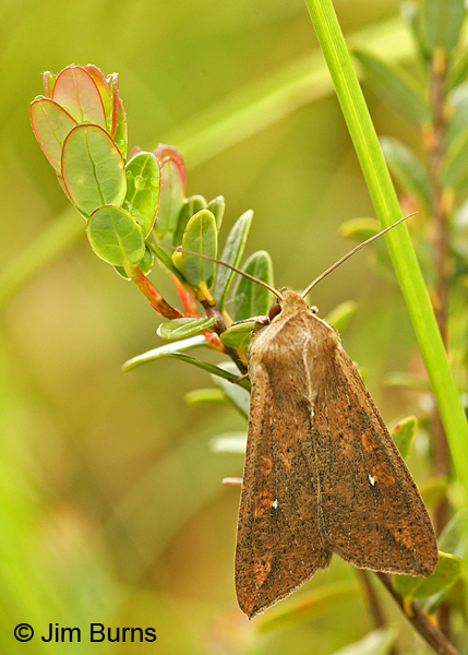 Armyworm Moth, Pennsylvania