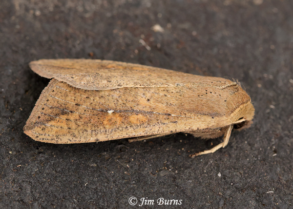 Armyworm Moth, Arizona--6034