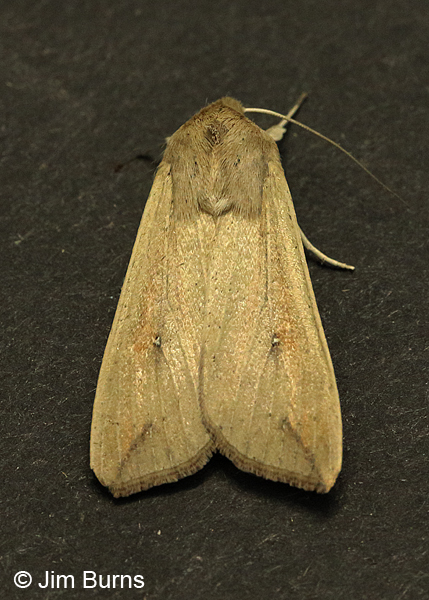 Armyworm Moth #2, February, Arizona