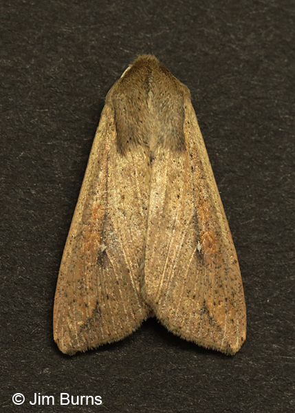 Armyworm Moth dorsal view, Arizona