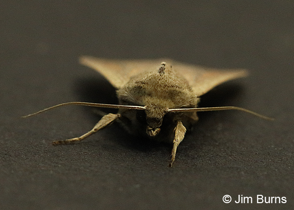 Armyworm Moth face shot, Arizona