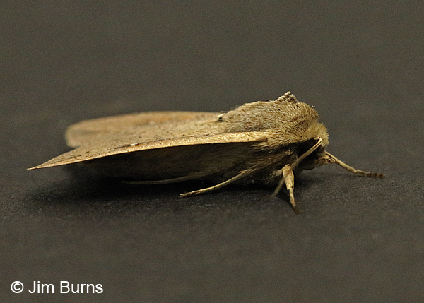 Armyworm Moth profile, Arizona