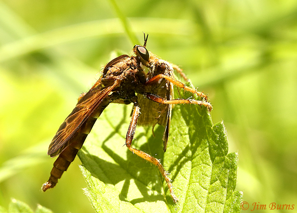 Asilus sericeus with moth, Virginia