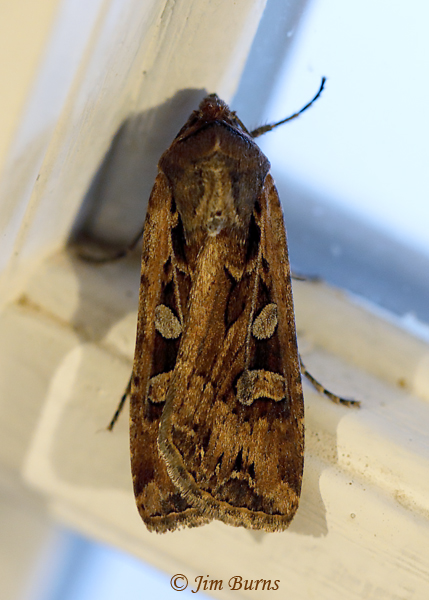 Aster Cutworm Moth--9466