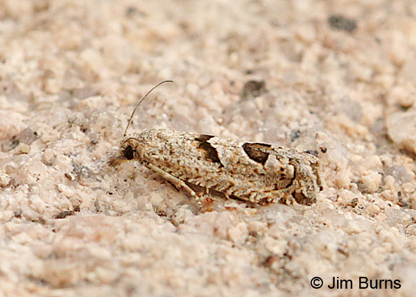Aster-head Phaneta Moth, Arizona