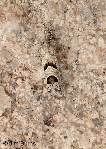 Aster-head Phaneta Moth dorsal view, Arizona