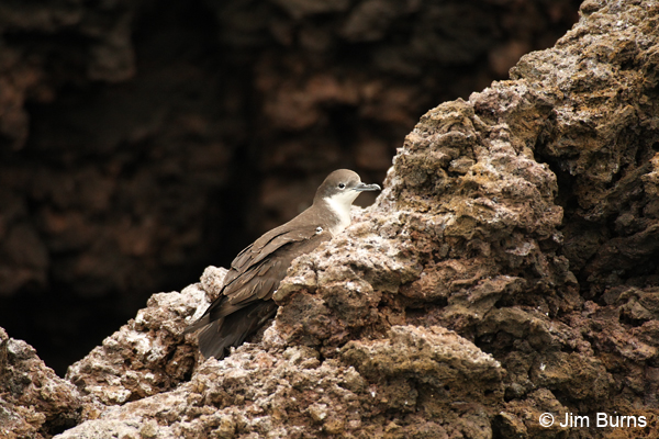 Audubon's Shearwater on rocks