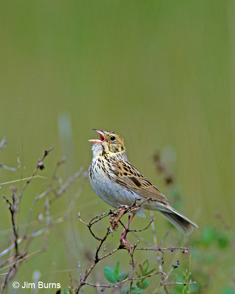 Baird's Sparrow singing