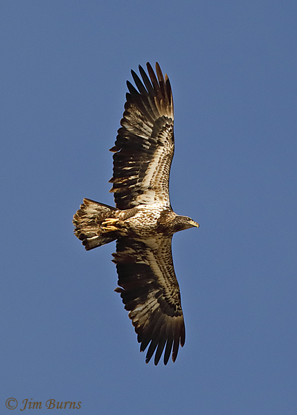 Bald Eagle immature (Basic I) with retained juvenile primaries showing as uneven trailing edge of wing--0082