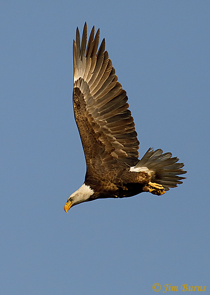 Bald Eagle diving--7409