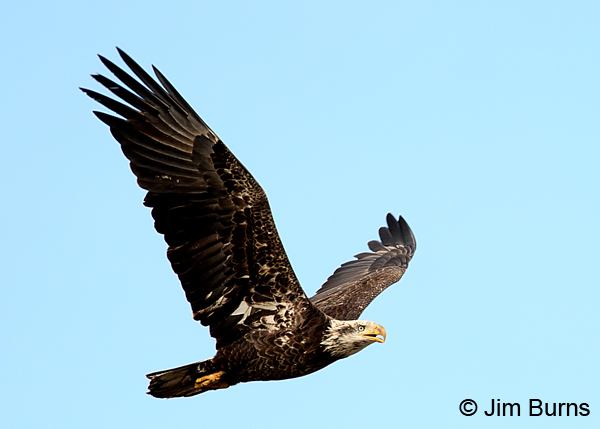 Bald Eagle immature (Basic IV-Transition) in flight