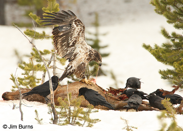 Bald Eagle immature (Basic II) on Elk carcass