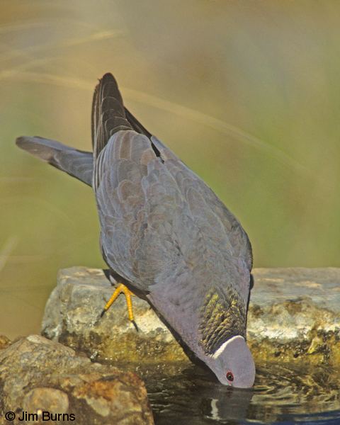 Band-tailed Pigeon drinking