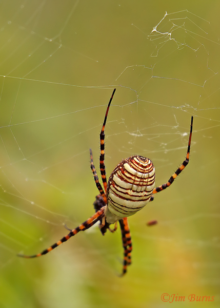 Banded Garden Spider female in web, TX--2000