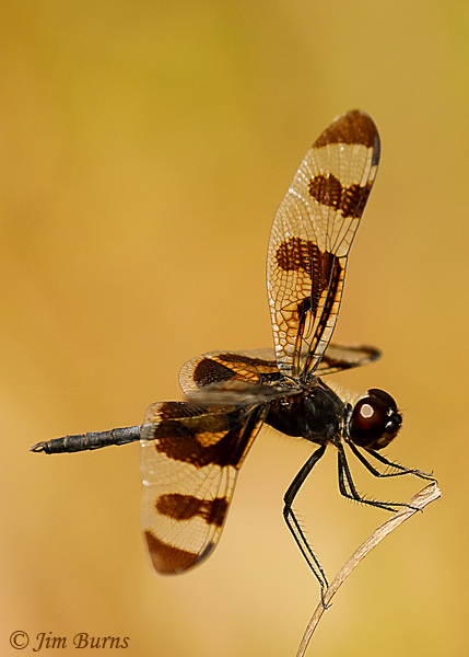 Banded Pennant male, Marion Co., FL, July 2019--4682