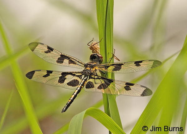 Banded Pennant teneral female near exuvia, Montgomery Co., AR, May 2013