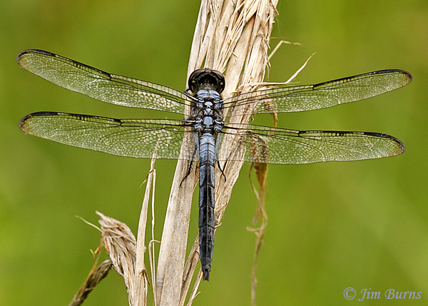 Bar-winged Skimmer male showing wing bars, Alachua Co., FL, July 2019--4602