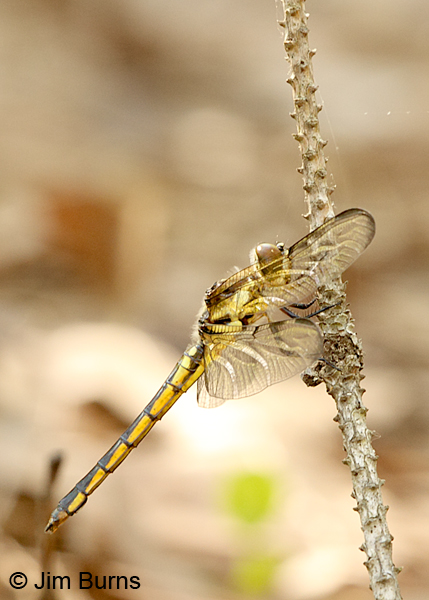 Bar-winged Skimmer immature female, Horry Co., SC, May 2014