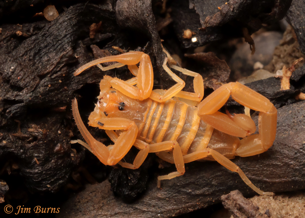 Bark Scorpion young in wood--1742