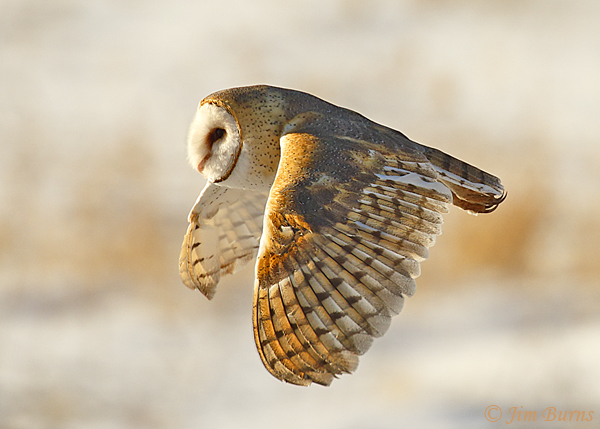 Barn Owl male sunset flight--6719