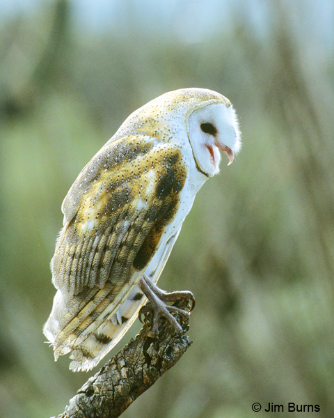 Barn Owl calling