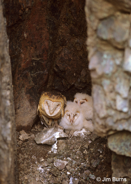 Barn Owl family in mine shaft