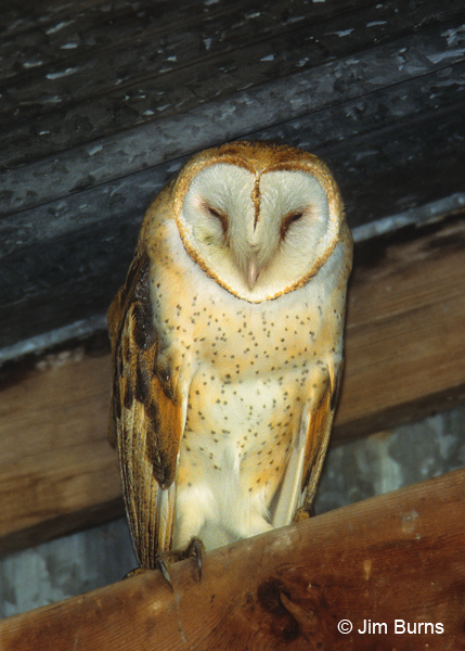 Barn Owl female in barn