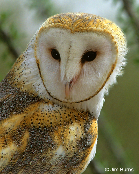 Barn Owl head shot