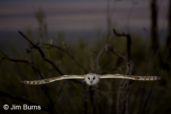 Barn Owl male in flight, last light