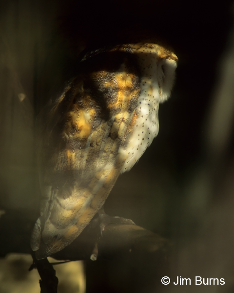 Barn Owl in shadows