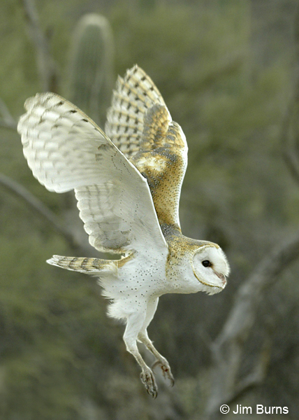 Barn Owl landing