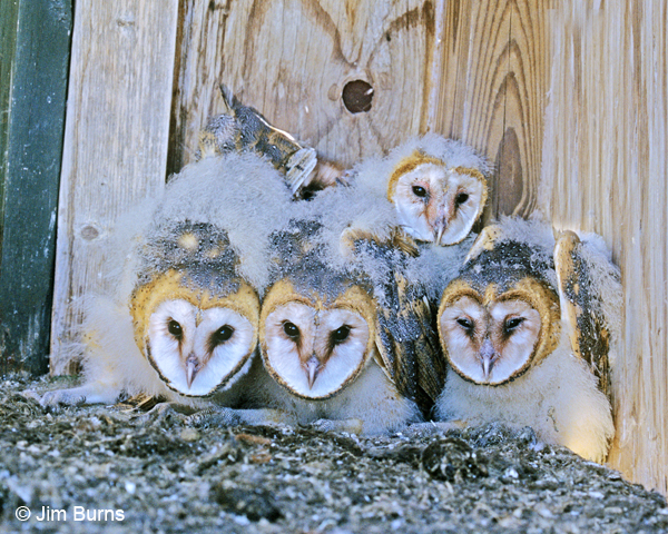 Barn Owl nestlings