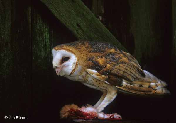 Barn Owl with kill