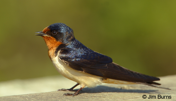 Barn Swallow female