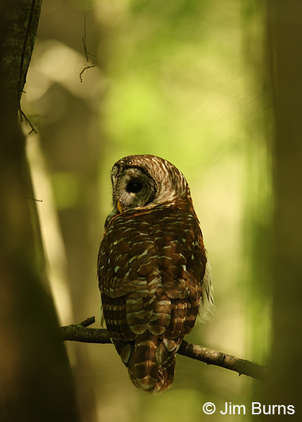 Barred Owl first light