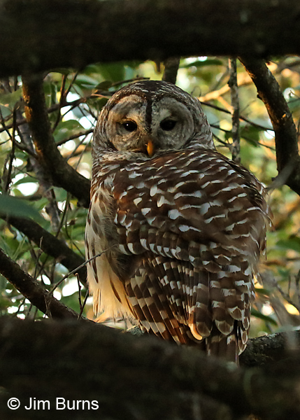 Barred Owl framed on daytime roost