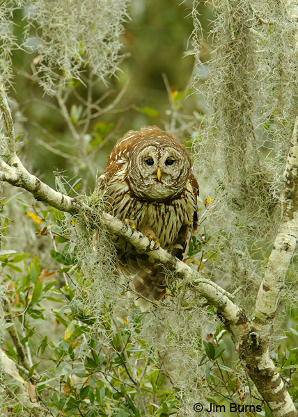 Barred Owl in Spanish Moss
