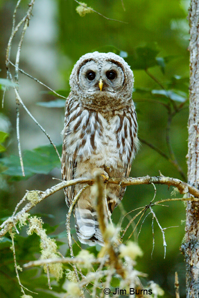 Barred Owl juvenile