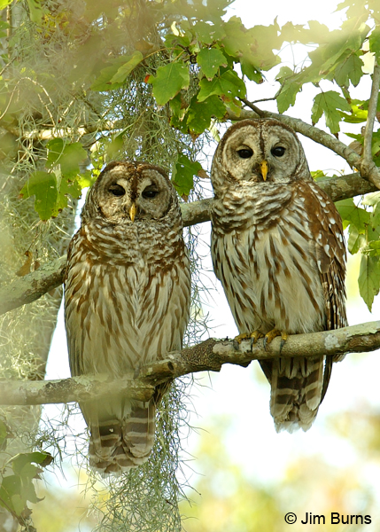 Barred Owl pair
