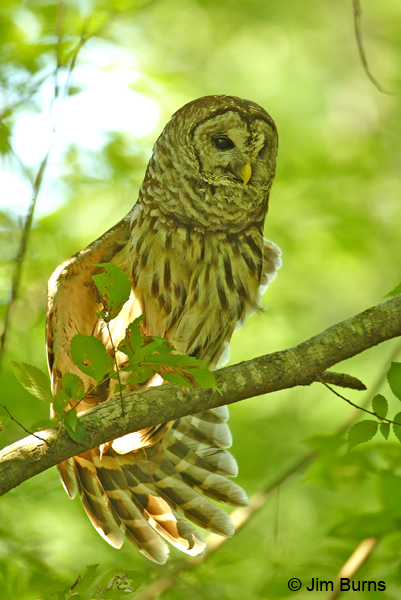 Barred Owl wingstretch