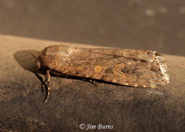 Beet Armyworm Moth lateral view, Arizona--6135